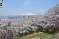 さくらの丘画像1