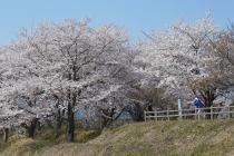 さくらの丘画像2