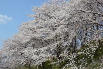 さくらの丘画像3