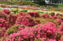 つつじ園画像4