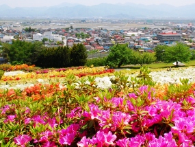 つつじ園（寒河江公園）