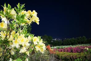 夜に咲く