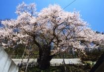 種蒔桜