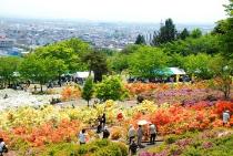 つつじ園の様子（全景）