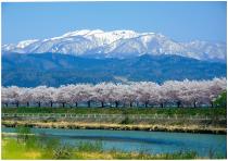 寒河江川桜並木