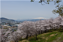 さくらの丘