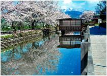 ニの堰親水公園の桜並木