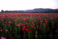 三色の花の里