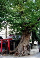 熊野神社の大かつら