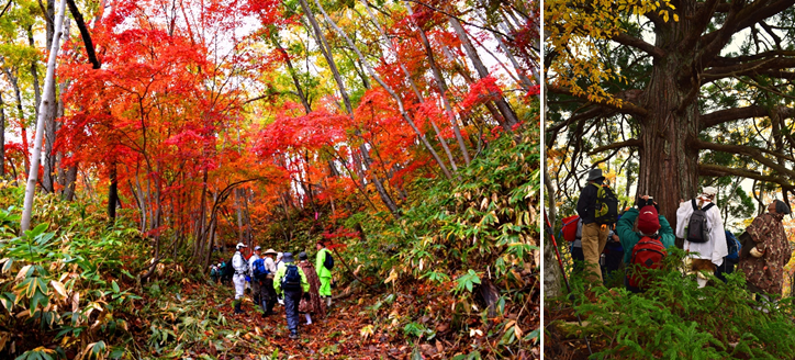 山業の紅葉と御神木