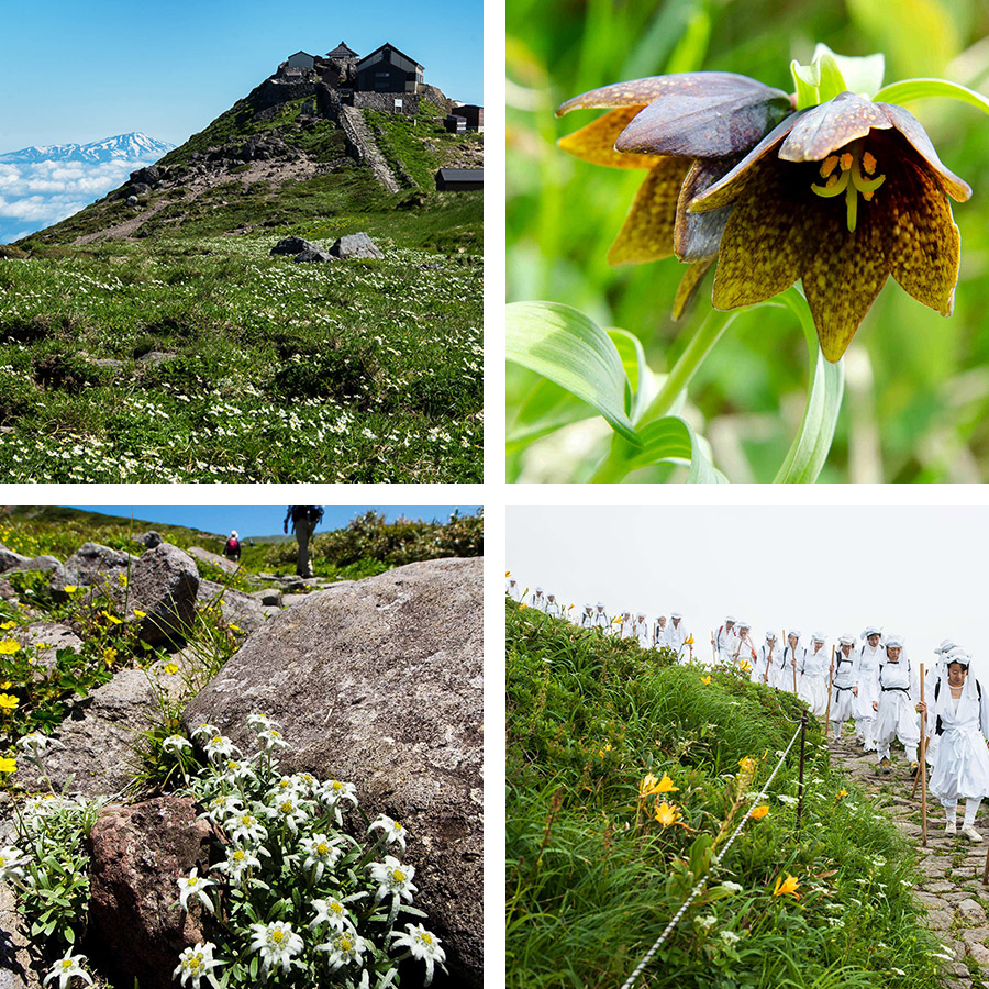 月山山頂／高山植物／巡礼登山者の写真