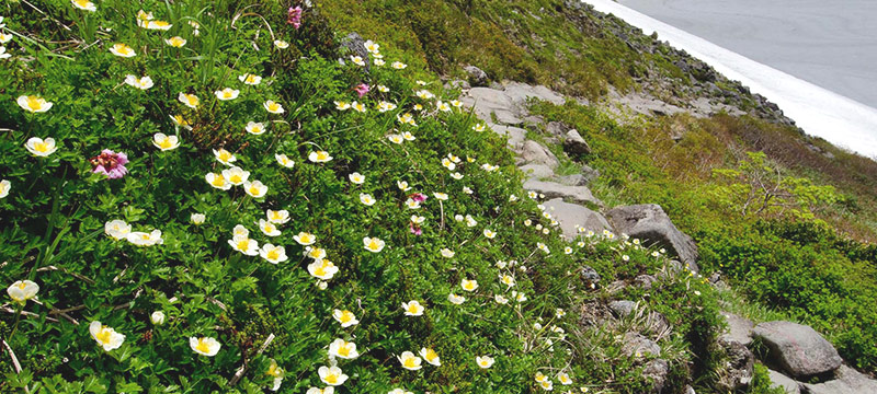 高山植物が咲き乱れる月山の写真