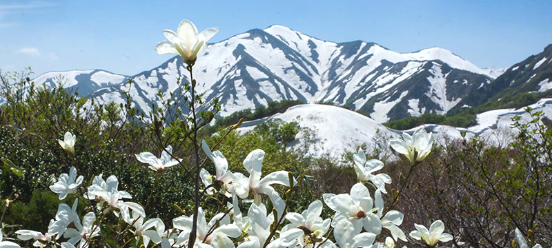 高山植物と大朝日岳