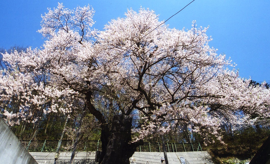 種蒔ザクラ