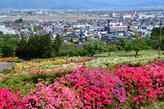 つつじ園（寒河江公園）