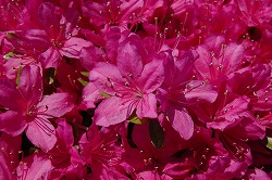 市の花　つつじ