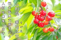 さくらんぼの写真
