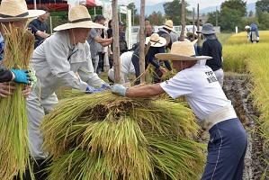 つや姫ヴィラージュ稲刈り杭掛け交流会1