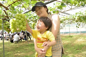 ブドウ園開園式ブドウを採る子どもの画像