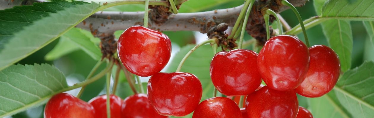 事業・産業の画像